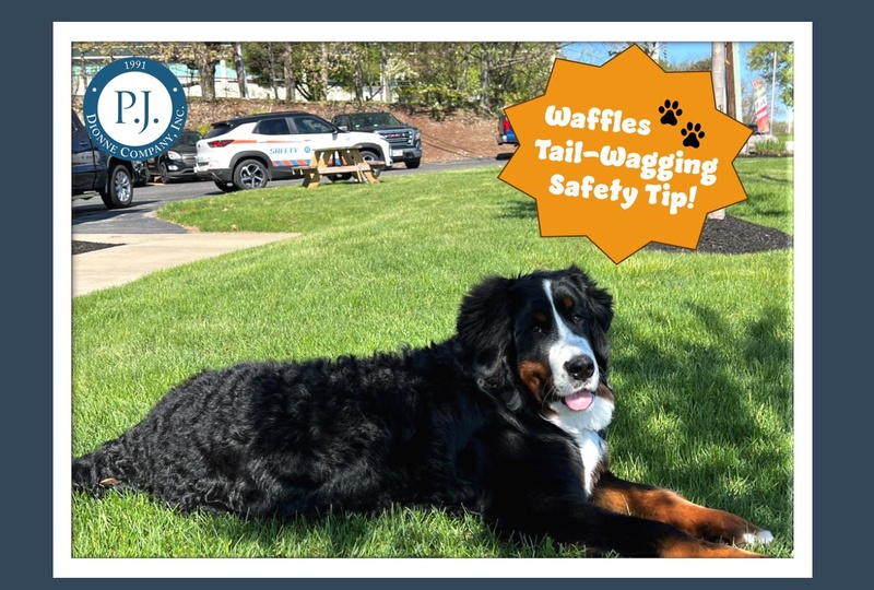Our Safety Ambassador, Waffles!